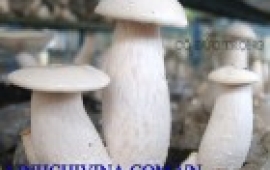 Nấm bạch thông Tricholoma giganteum
