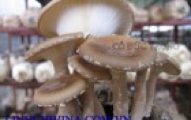 Nấm Lá sen Lentinus giganteus