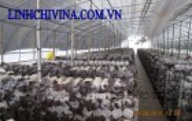 Nấm mèo trồng trong nhà lưới