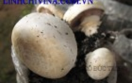 Nấm mỡ chịu nhiệt ( Agaricus bisporus)