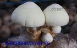Nấm rơm lụa bạc ( Volvariella bombycina)