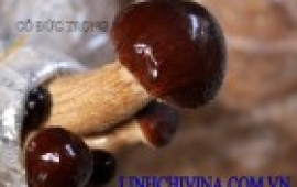 Nấm Trà tân ( Agrocybe aegerita)